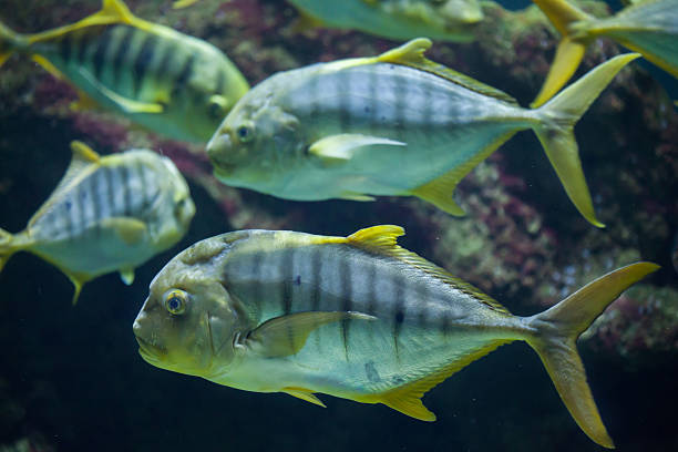 istock Golden trevally (Gnathanodon speciosus) 625870488