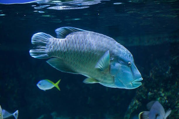 Humphead wrasse (Cheilinus undulatus). Humphead wrasse (Cheilinus undulatus), also known as the Napoleon fish. humphead wrasse stock pictures, royalty-free photos & images