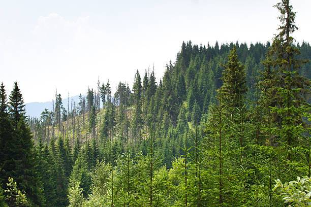 istock Spruce forest in the Ukrainian Carpathians. Sustainable clear ecosystem 625871296