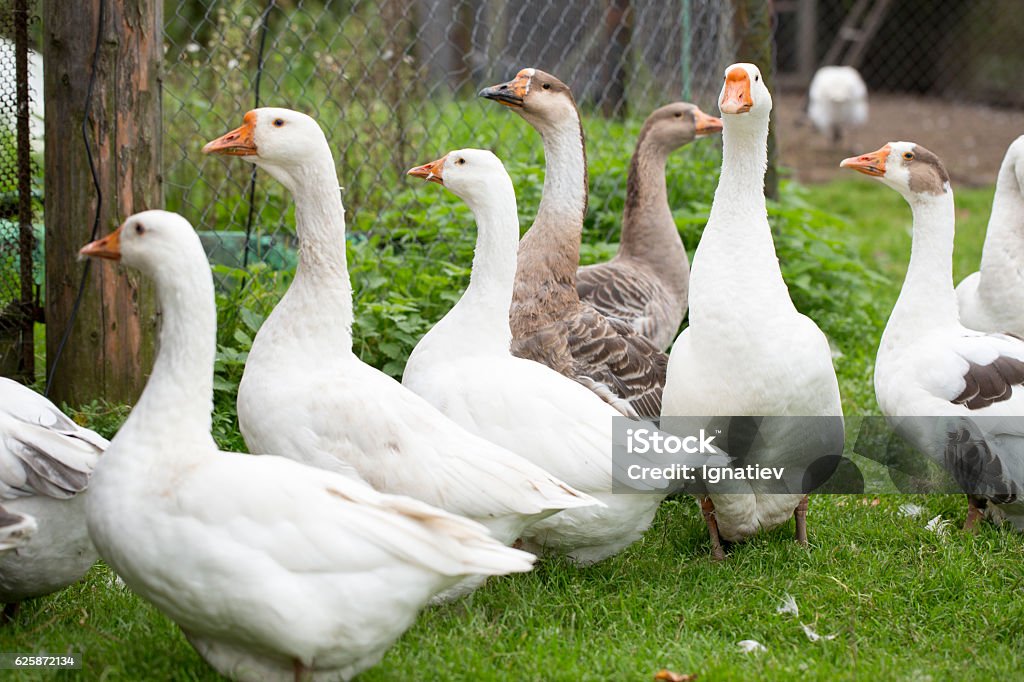 Gruppo di oche - Foto stock royalty-free di Agricoltura