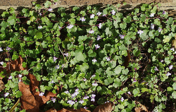 Wall flowers ivy-leaved toadflax Cymbalaria muralis The flowers of ivy-leaved toadflax (Cymbalaria muralis) are tiny, and shown here is a cluster of these wildflowers growing at the base of a wall. The small flowers are delicately touched with violet. The word 'muralis' in the Latin name indicates that ivy-leaved toadflax is often found hanging from old walls. Here, it is equally at home on a flat surface at the foot of a wall. linaria cymbalaria stock pictures, royalty-free photos & images