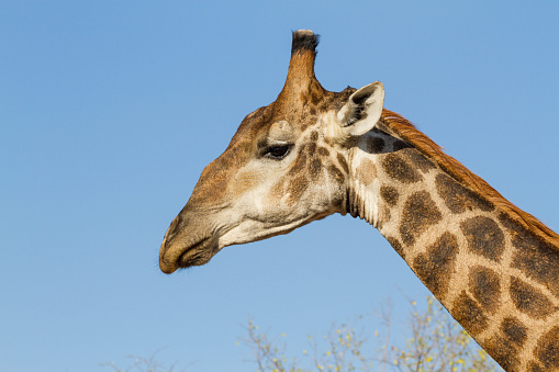 Head of a giraffe in front of green trees.