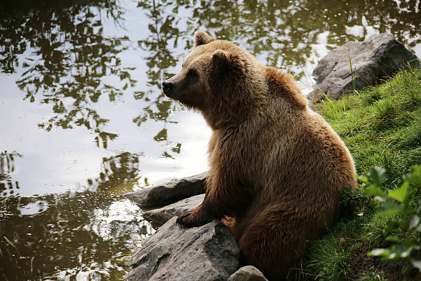 istock Brown bear sitting by the water, looks thoughtful 625873174