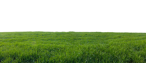 champ vert avec de l’herbe isolée sur du blanc - grass area grass summer horizon photos et images de collection