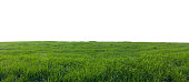 istock green field with grass isolated on white 625876040