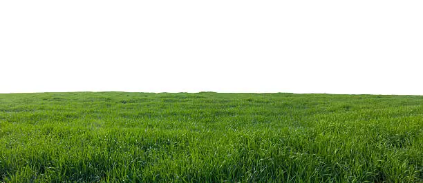 Panoramic view on green field isolated over white. Grass and meadow landscape