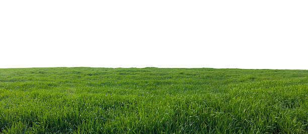 зеленое поле с травой изолированы на белом - grass area стоковые фото и изображения