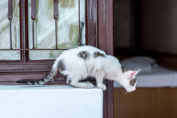 istock Animal : Cat prepare to jump. 625878640