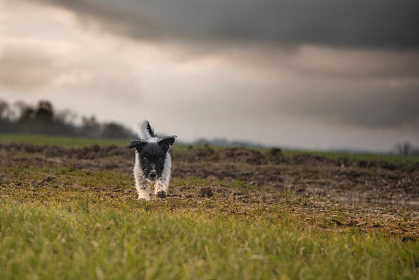 istock Dog on the meadow in front of grass bale 625879196