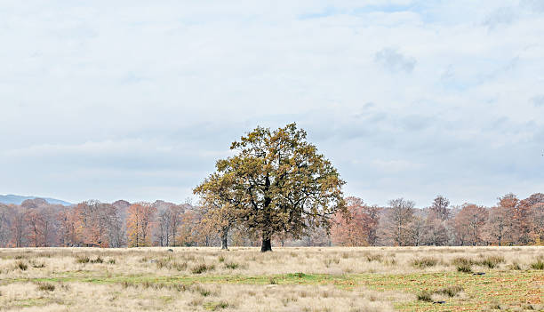 istock Colored tree in autumn time, Horezu Region, yellow orange leaves 625880802