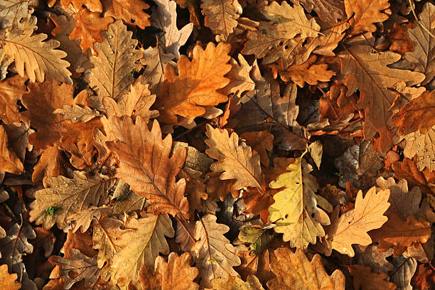 istock Oak leaves in autumn 625881078