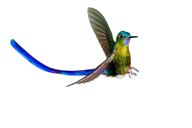 istock Hummingbird , Violet-tailed Sylph 625881226