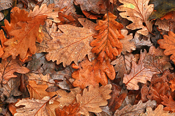 hojas de otoño después de la lluvia - english oak fotografías e imágenes de stock