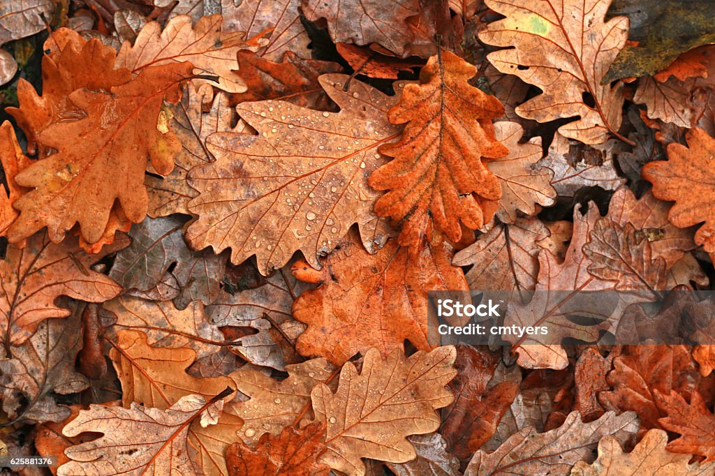 Autumn leaves after rain A carpet of autumn leaves after a fall of rain. Autumn Stock Photo