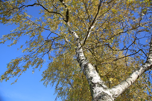 Birch foliage / Leaves of birch in forest