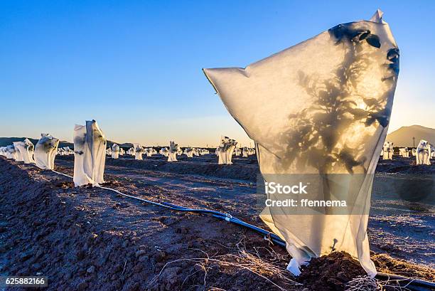 Plants Are Covered To Protect Them From Frost Stock Photo - Download Image Now - Covering, Plant, Winter