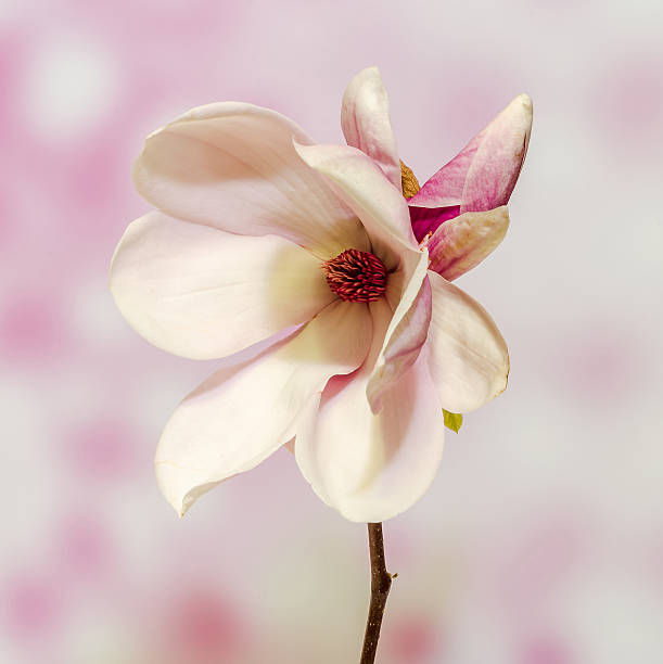 istock Pink Magnolia branch flower, close up, gradient background 625882178