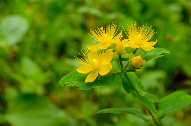 Wort flower in the garden
