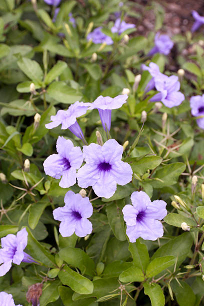 istock purple rain flower 625887136