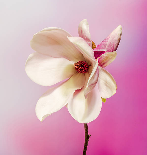 istock Pink Magnolia branch flower, close up, gradient background 625887554