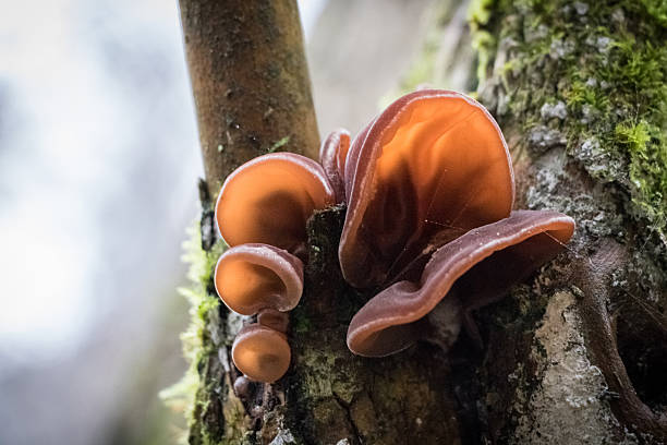 나무 귀로 알려진 식용 버섯의 클로즈업 샷 - moss fungus mushroom plant 뉴스 사진 이미지