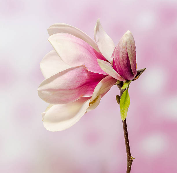 istock Pink Magnolia branch flower, close up, gradient background 625888122