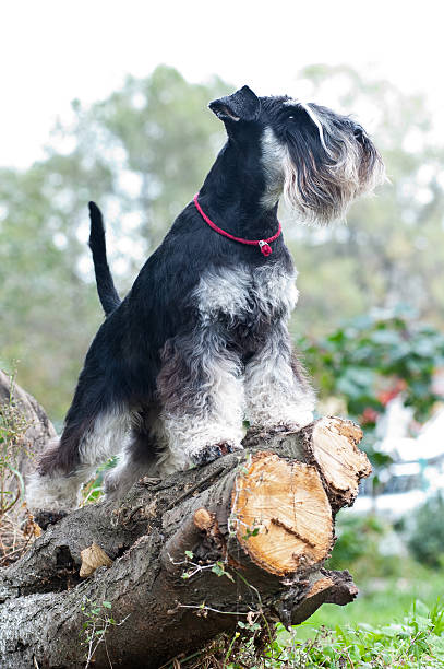 istock Miniature schnauzer sitting on stump 625889458