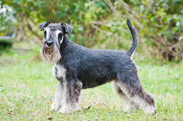 istock Miniature schnauzer sitting on stump 625889490