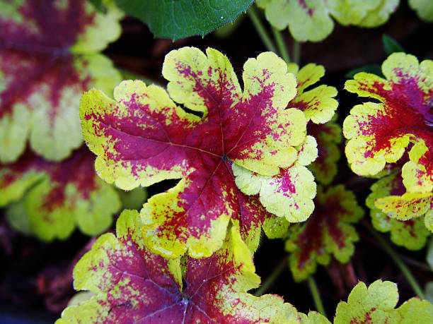 istock Yellow and red Heucherella 'Mojito' 625889784