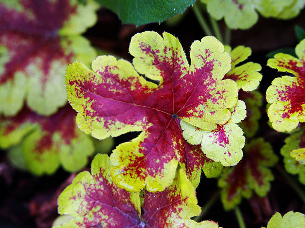 istock Yellow and red Heucherella 'Mojito' 625889854