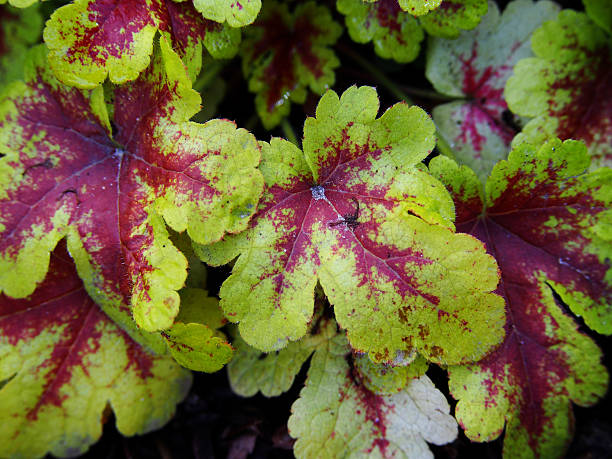 istock Yellow and red Heucherella 'Mojito' 625889898