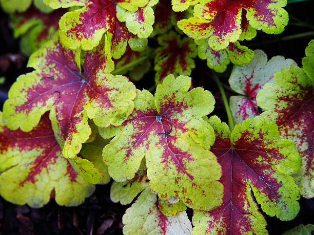 istock Yellow and red Heucherella 'Mojito' 625889946