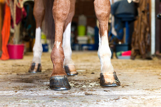 istock Red horse hoof standing in stable 625890490