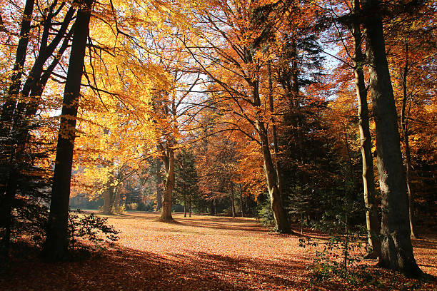 Herbstwald stock photo