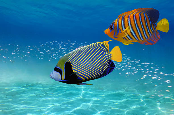 istock Coral Reef and Tropical Fish in the Red Sea 625890606