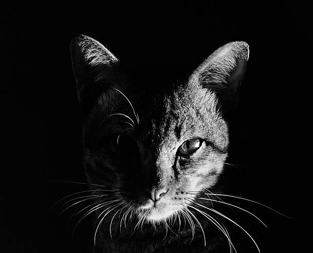 istock Photos black and white cat 625891698