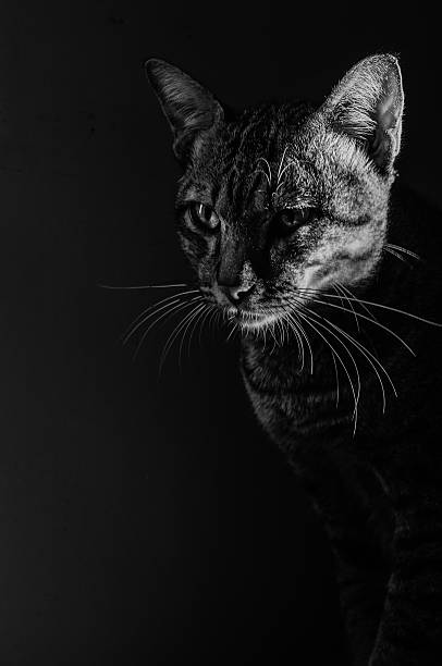 istock Photos black and white cat 625891760