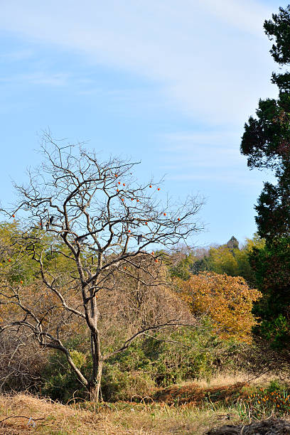 istock Crows to the tree of persimmon. 625892924