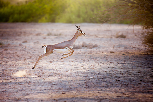 Gacela saltando en la isla de Sir Bani Yas, Emiratos Árabes Unidos photo