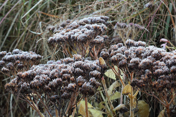 istock Frost in the garden 625894996