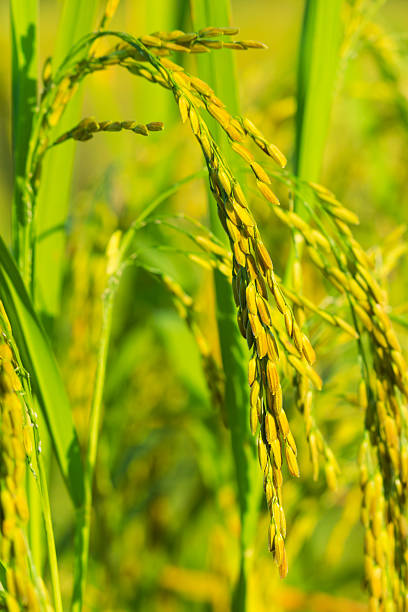 istock Ear of paddy rice 625895370