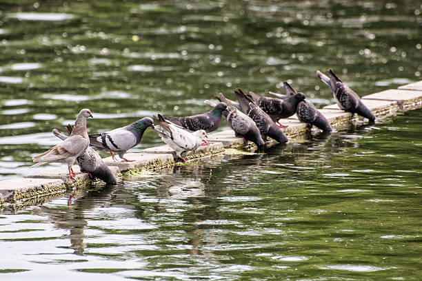 istock Pigeons drinking water, natural scene 625895722