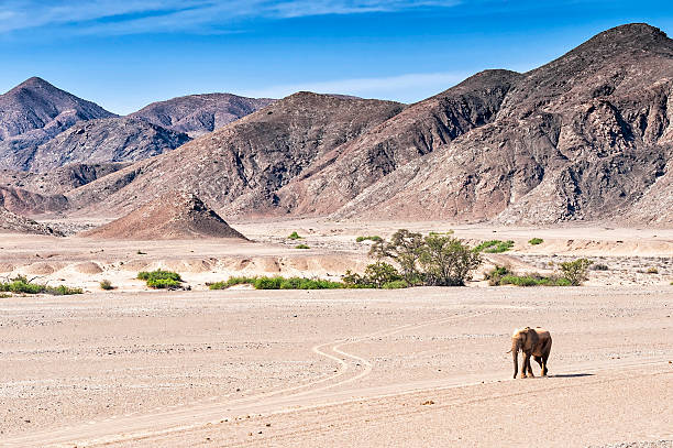 Desert elephants are not a distinct species of elephant but are African bush elephants (Loxodonta africana) that have made their homes in the Namib and Sahara deserts. It was believed at one time that they were a subspecies of the African bush elephant but this is no longer thought to be the case. Desert-dwelling elephants were once more widespread in Africa than they are now and are currently found only in Namibia and Mali. They tend to migrate from one waterhole to another following traditional routes which depend on the seasonal availability of food and water. Adult bull desert elephants are usually solitary and roam over large areas.