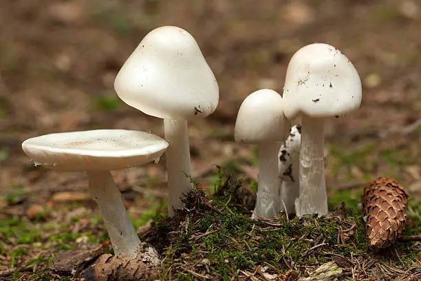 strongly poisonous toadstool (Amanita virosa) in forest