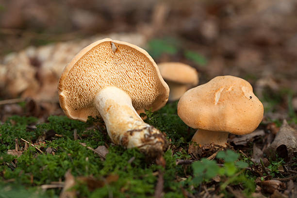 Hydnum little edible mushrooms (Hydnum repandum) in forest hedgehog mushroom stock pictures, royalty-free photos & images