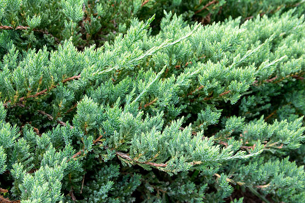 Green creeping juniper branches background.Juniper horizontal Green creeping juniper branches background.Juniper horizontal tiptoe stock pictures, royalty-free photos & images
