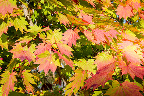 Photo of Colorful Autumn Leaves on a day in October