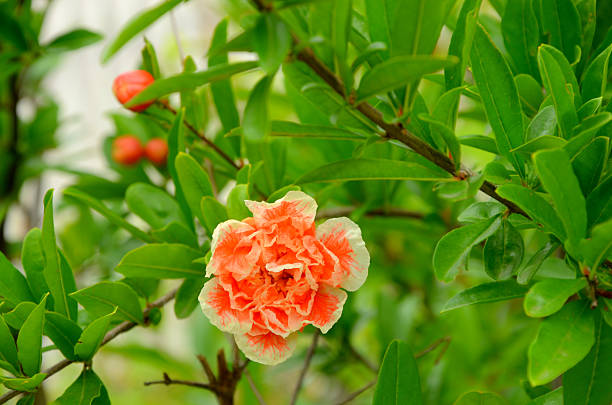 The pomegranate -  decorative  flower in the garden