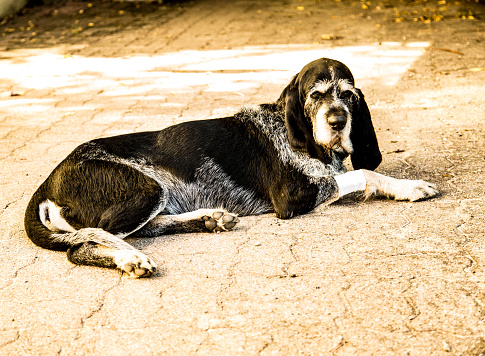 Scent hound relaxing in the sun