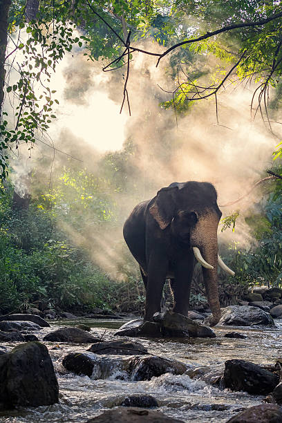 istock Wild elephant in the river.Image contains grain and noise 625905688